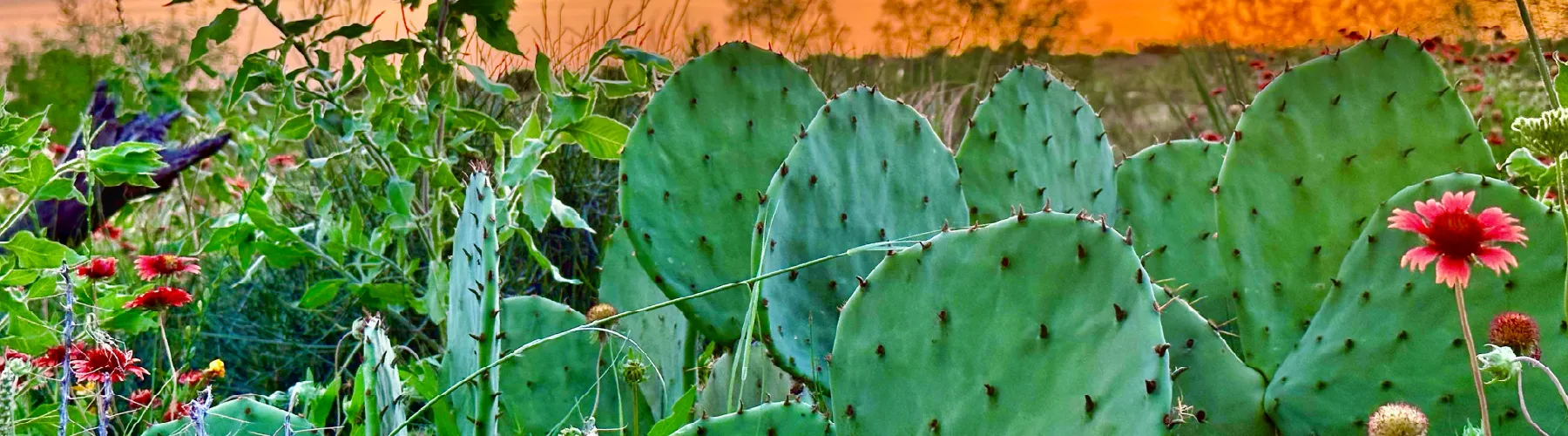 Background Image testing